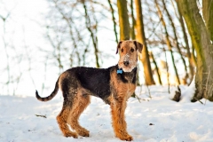 Airedale Terrier - ©@alinalipovec