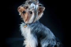 Yorkshire-terrier©Agnès-BEAUDOIN