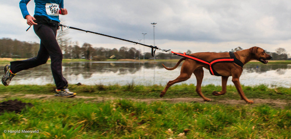 Le canicross est un sport à partager avec son chien.