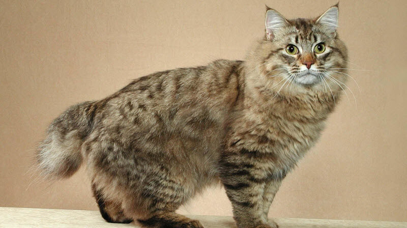 chat american bobtail assis