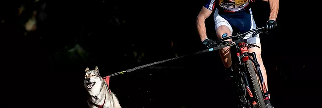 Husky qui pratique le cani-VTT de compétition accroché au vélo rouge de son maitre