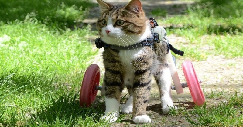 petit chat tigré dans un chariot pour chat handicapé au milieu de la nature