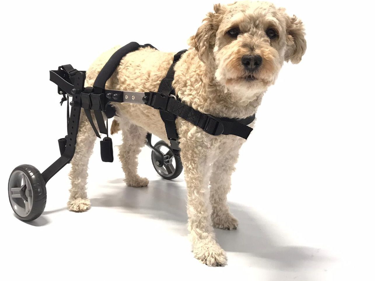 petit chien type caniche dans un chariot pour chien handicapés