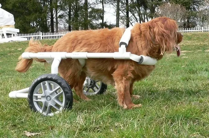 Grand chien dans un chariot pour chien handicapé