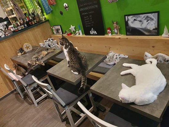 Plusieurs chats très mignon, Un chat blanc qui dort sur une table, un chat blanc et gris debout sur une autre table, un chat tigré gris qui dort sur une autre table, un chat gris tigré qui dort sur une chaise blanche et deux chat tigré blanc gris qui dorment sur un banc. Les chats sont au milieu d'un très sympathique bar à chat