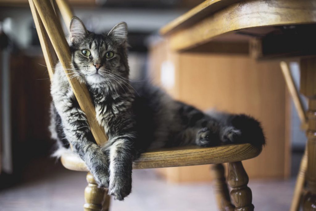 Un chat gris et noir se prélasse confortablement sur la chaise en bois d'un très cosy bar à chats