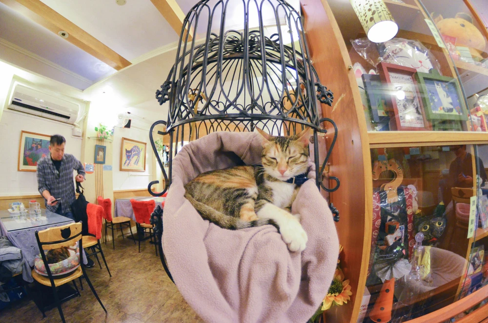 Chat mignon tigré de couleur blanc et gris qui dort dans un fauteuil balançoire. Le chat mignon dort dans le tout premier bar à chat au monde appellé Cat Flower et situé à Taïwan 