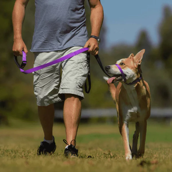 homme qui marche avec son chien tenu en laisse avec un canny collar dans la nature 