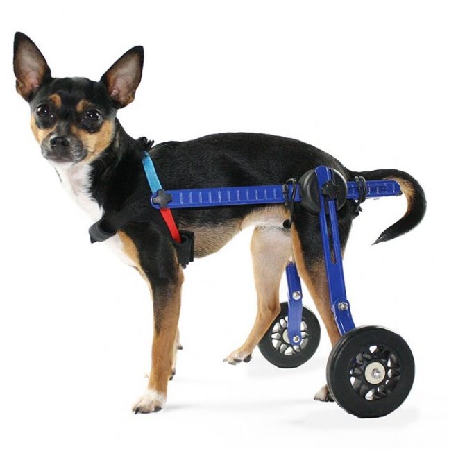 Petit chien type pincher dans un chariot pour chien handicapé