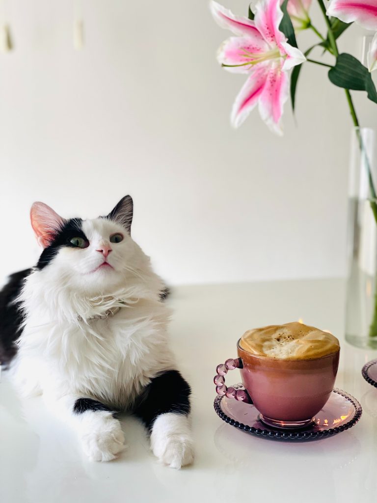 Chat mignon au pelage blanc et noir, qui est allongé sur une table blanche à coté d'une tasse d'un délicieux cappuccino 