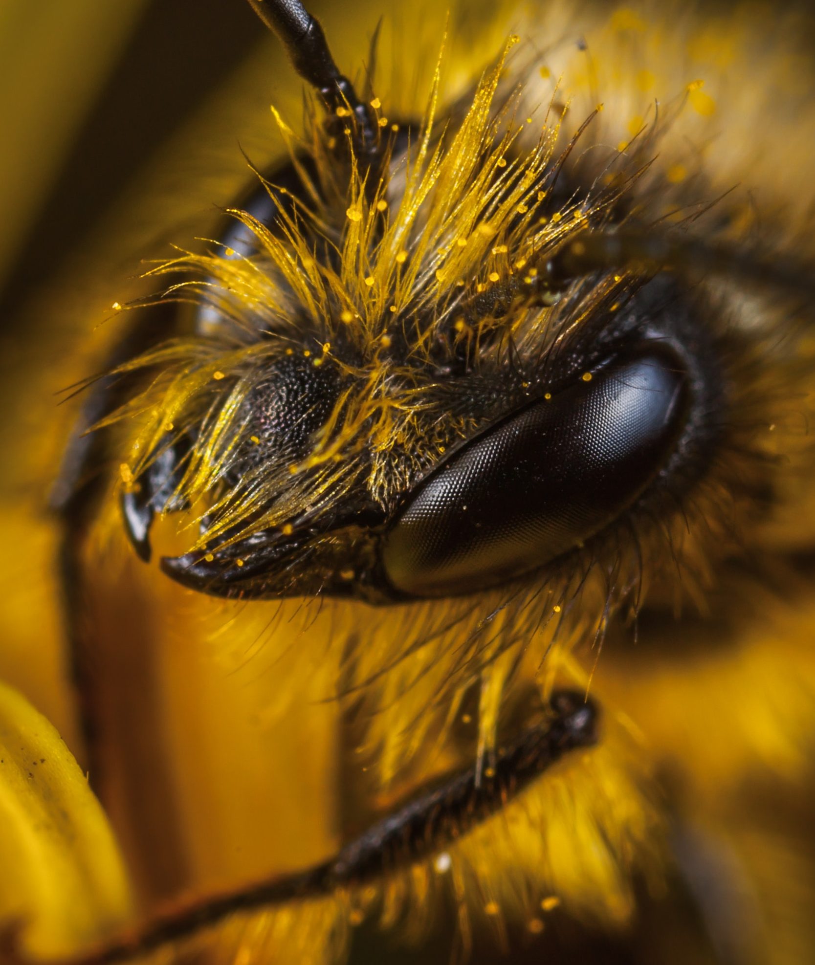 Zoom sur la tête d'une abeille après une pollinisation 