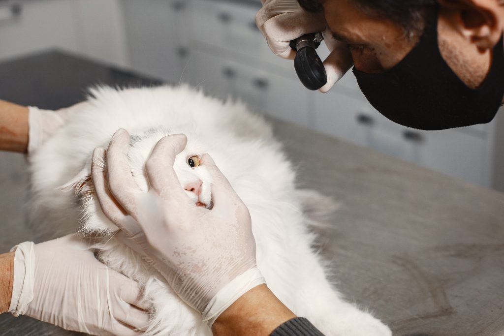 Vétérinaire avec un masque entrain d’osculter les yeux d'un chat blanc
Corysa