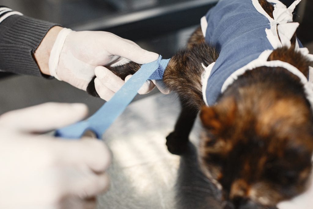 Vétérinaire qui réalise un bandage sur un chat