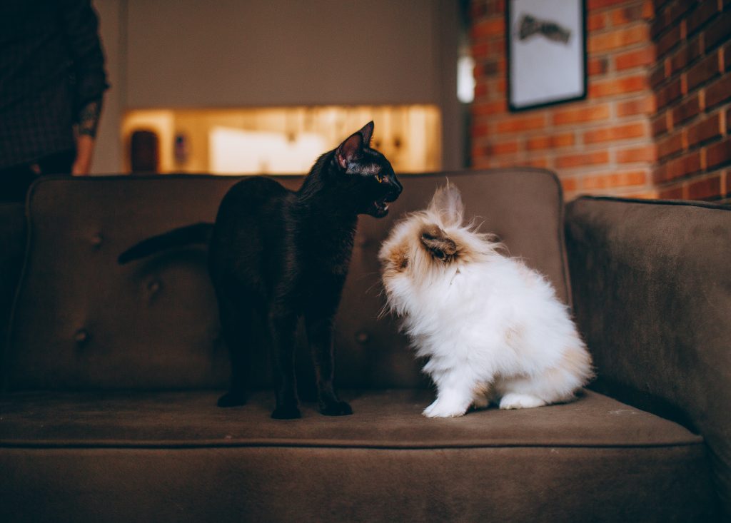 Chat noir et petit lapin blanc assis sur un canapé marron
Corysa