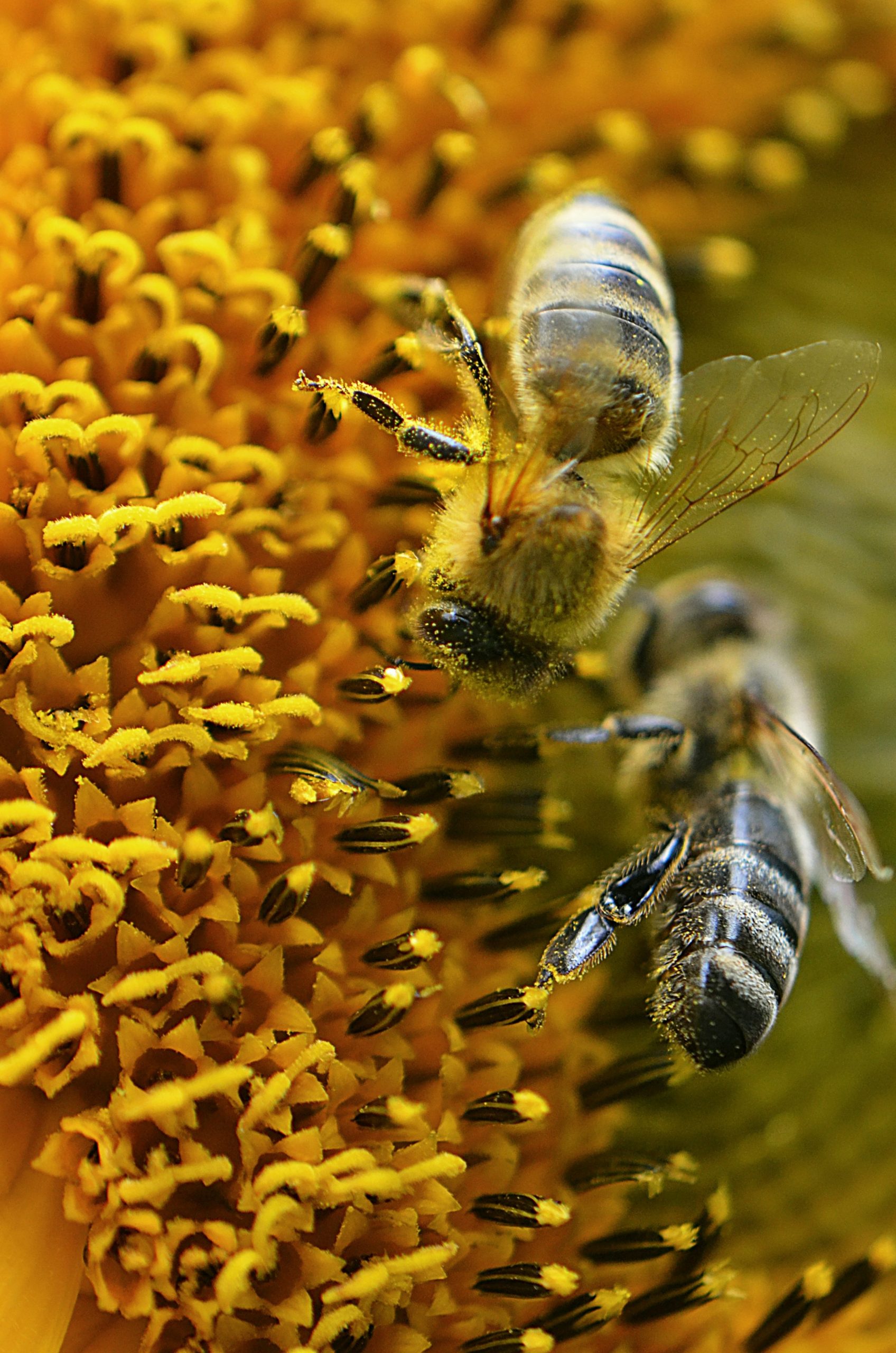 Deux abeilles qui butinent le pollen d'une fleur jaune