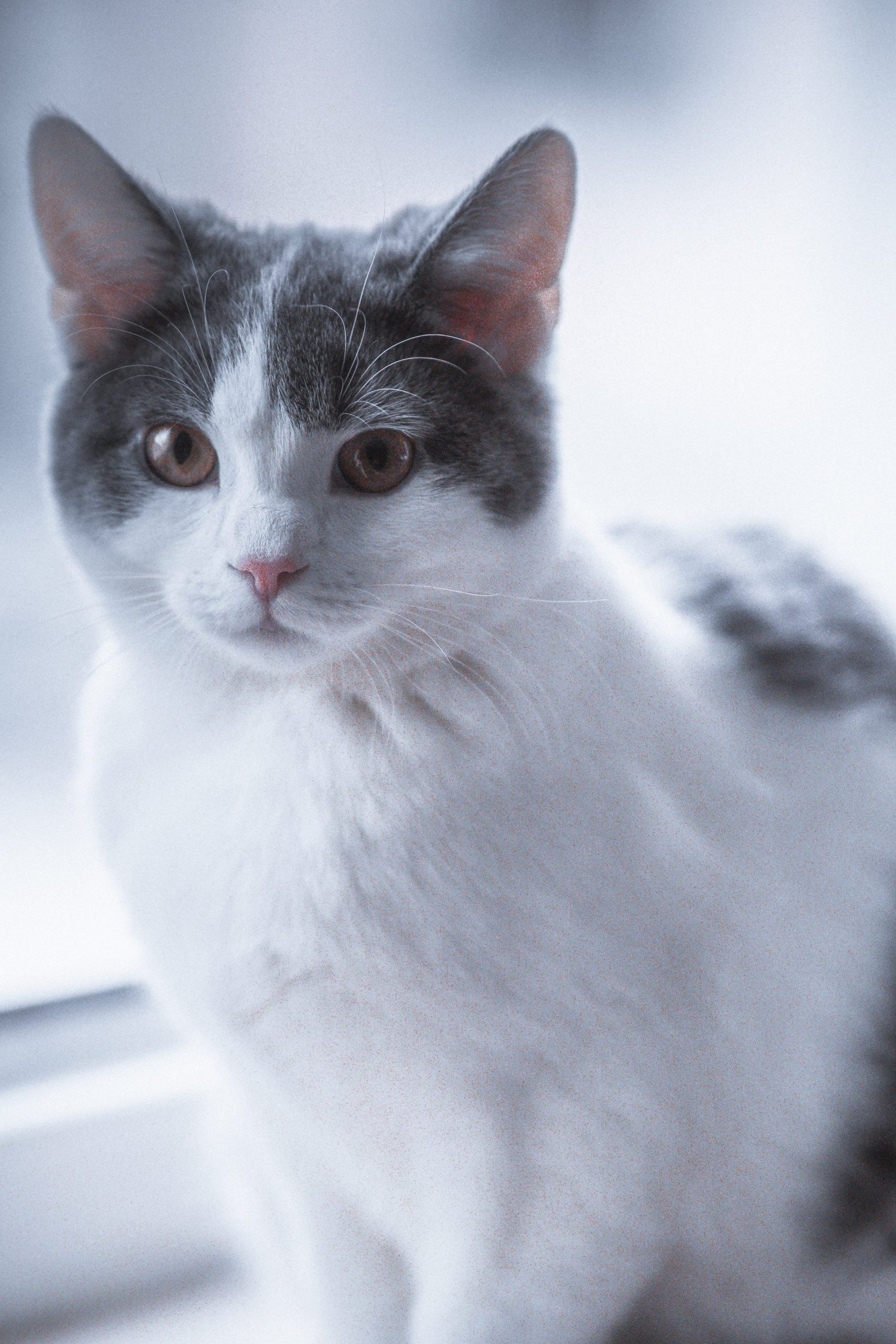 Magnifique chat blanc et gris aux yeux verts
Corysa