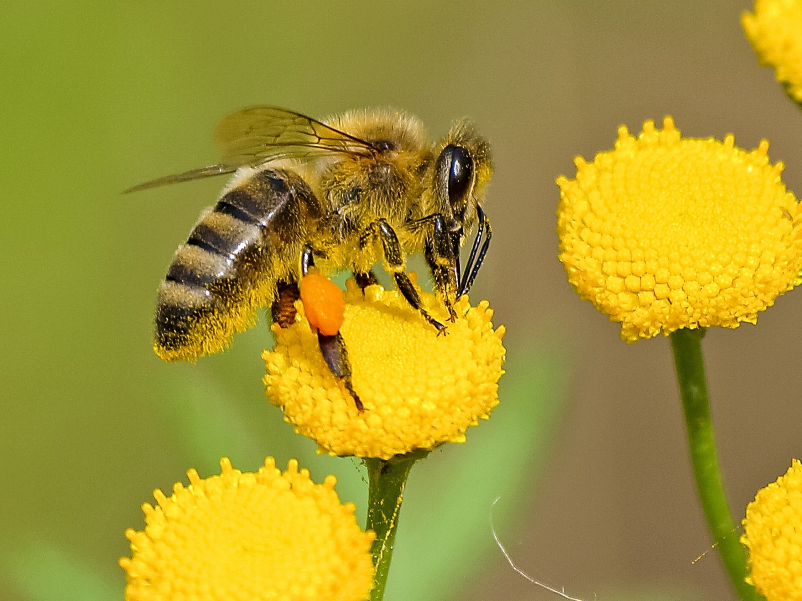 Abeille qui mange le pollen d'une fleur