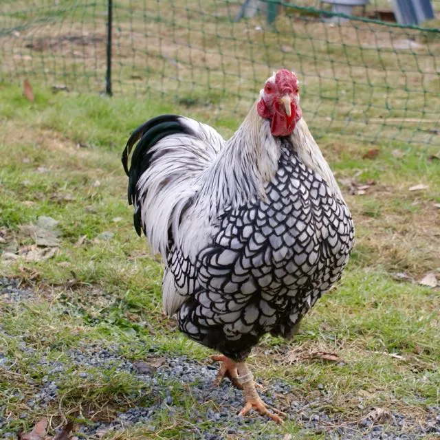 poule Gournay debout dans un enclos