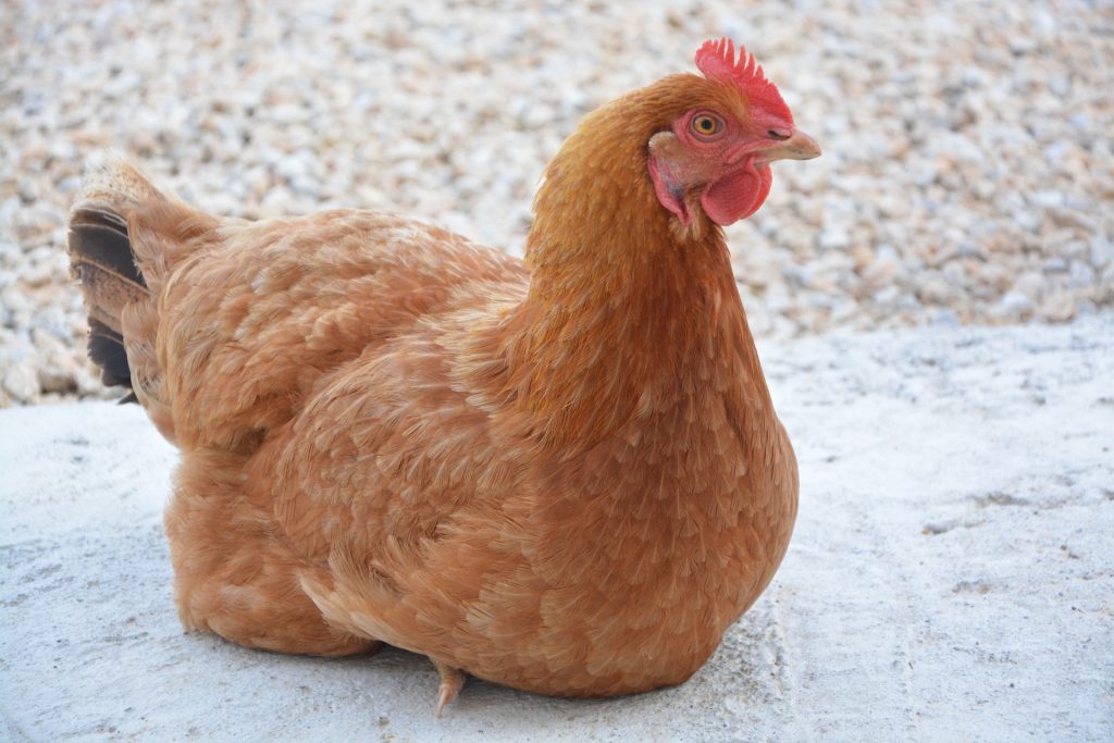 adopter une poule rousse assise