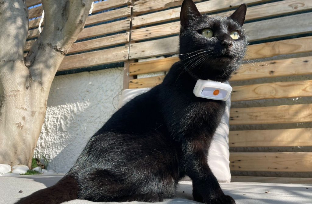 Chat noir avec GPS pour chats et pour chiens