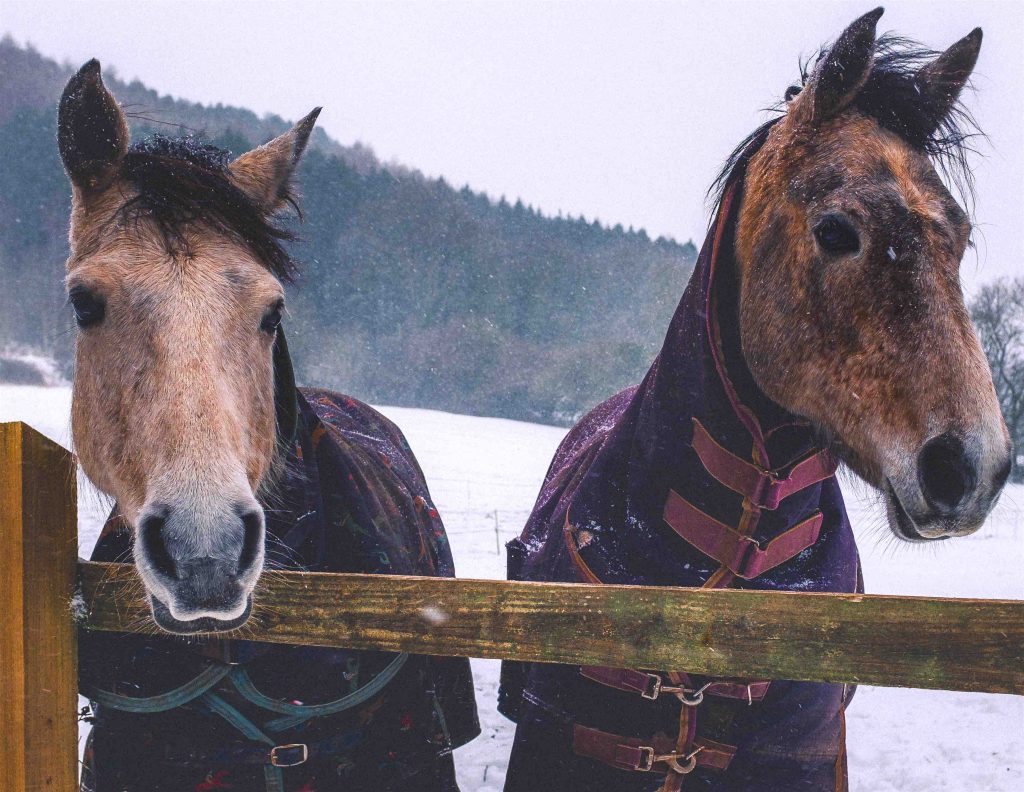 chevaux avec couverture dhiver dans la neige
